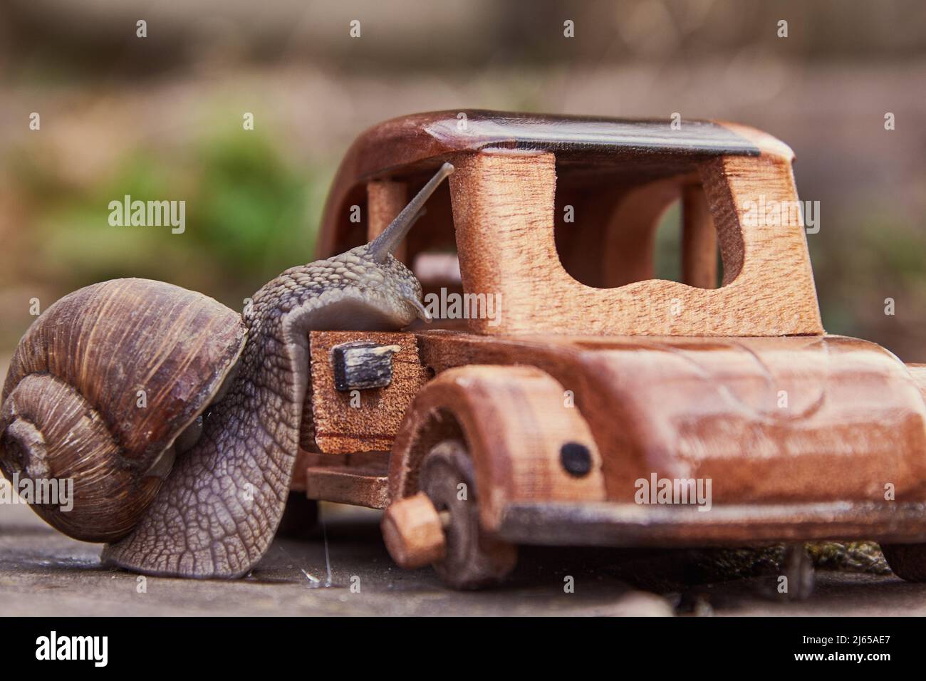 Eine gewöhnliche Gartenschnecke und ein Holzmodell eines Retro-Autos.Lustiges Foto. Stockfoto