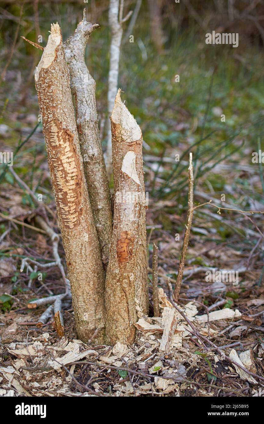 Gebrochener Baumstamm mit Spuren von Biberzähnen, vertikal Stockfoto