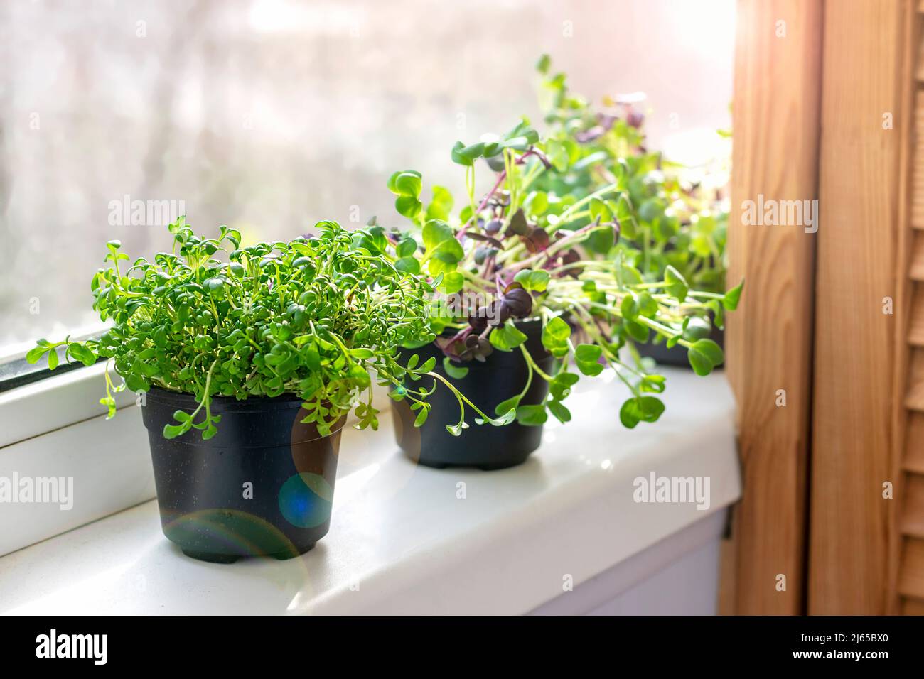 Mikrogrün am Fenster anbauen Junge rohe Keime von Radieschen und Brunnenkresse in Töpfen gesunde Ernährung, Lifestyle Superfood Indoor Microgreen Konzept. Stockfoto