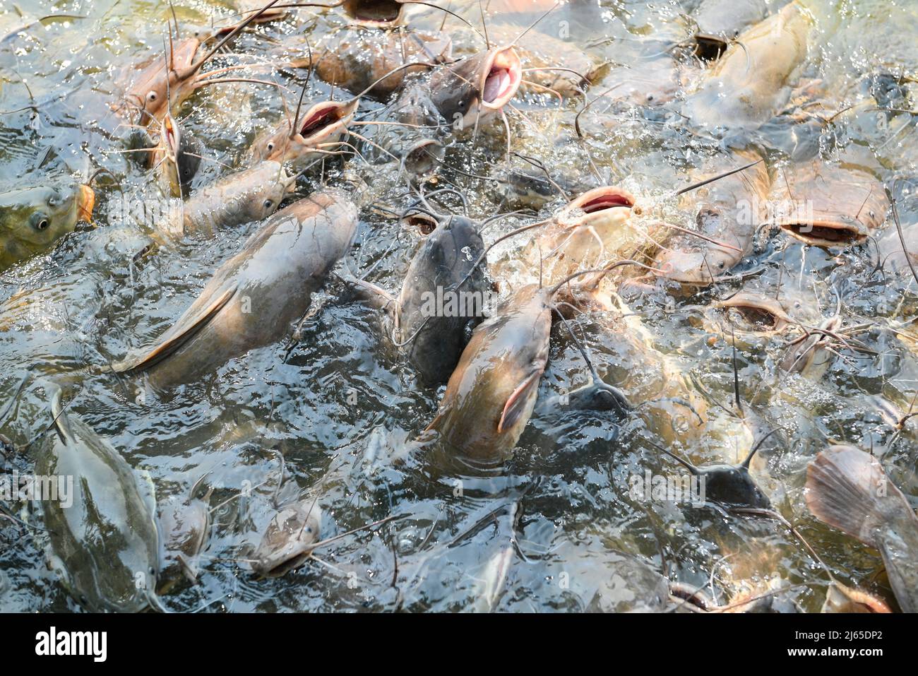 Welse essen Nahrung auf der Welsfarm, füttert viele Süßwasserfische Landwirtschaft Aquakultur, Wels schwimmt für die Atmung auf Top-Wasser in See in der Nähe von ri Stockfoto
