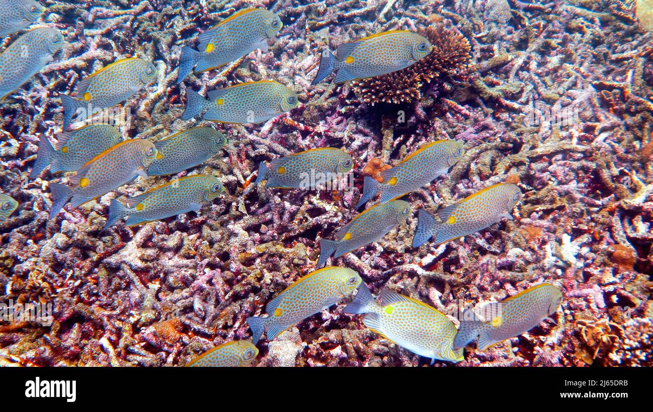 Unterwasser-Video der goldenen Rabbitfish Siganus guttatus Schule in Korallenriff Stockfoto