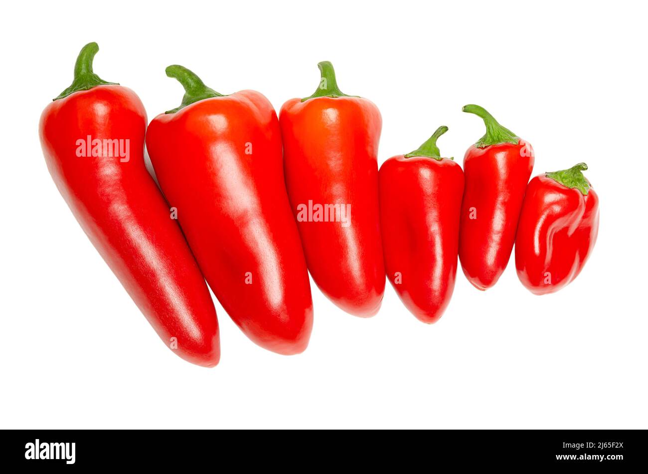 Naschen Sie rote Mini-Paprika, in einer Reihe. Reife, frische Paprika, Paprika, Früchte der pflanzlichen Sorten Capsicum annuum. Stockfoto