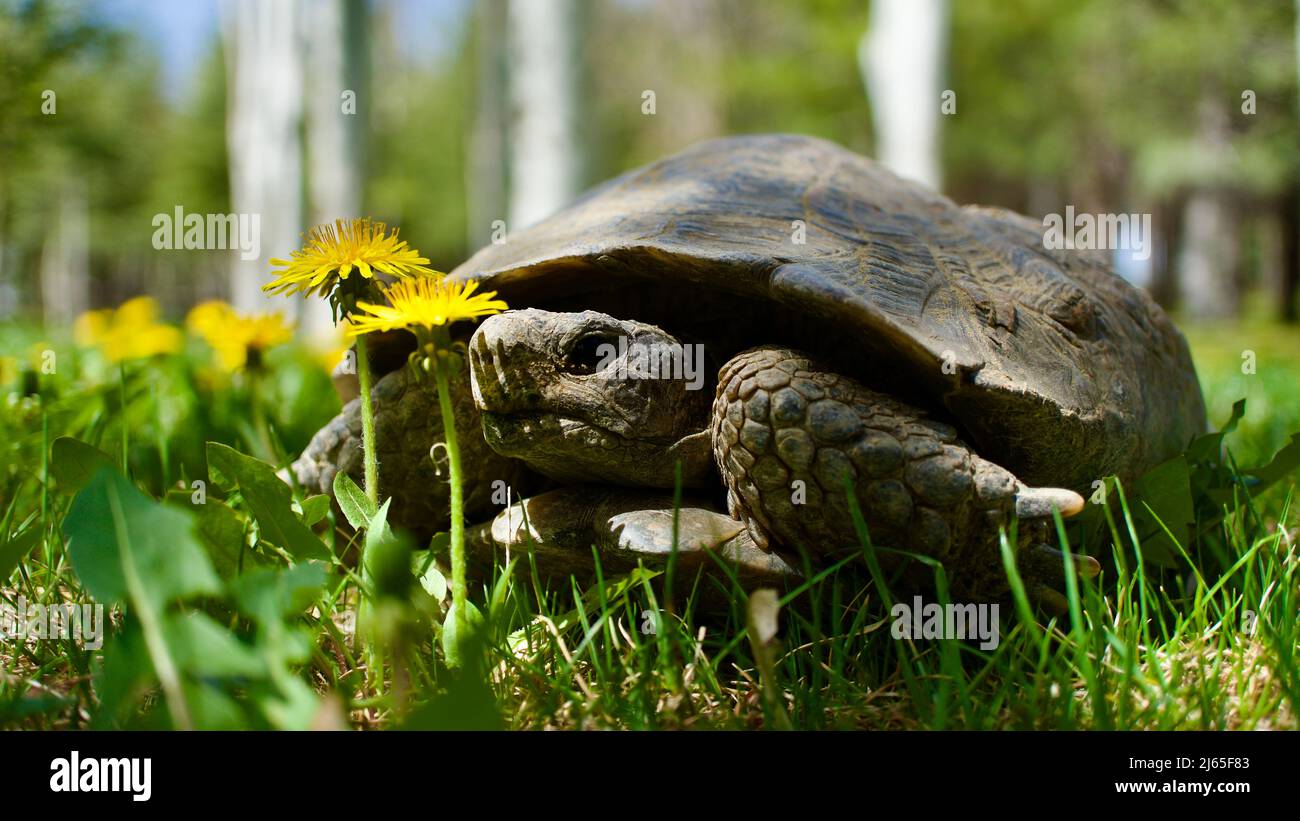 Schildkröte im Gras und Blumen. Nahaufnahme Schildkröte. Erwachsene Schildkröte. Stockfoto