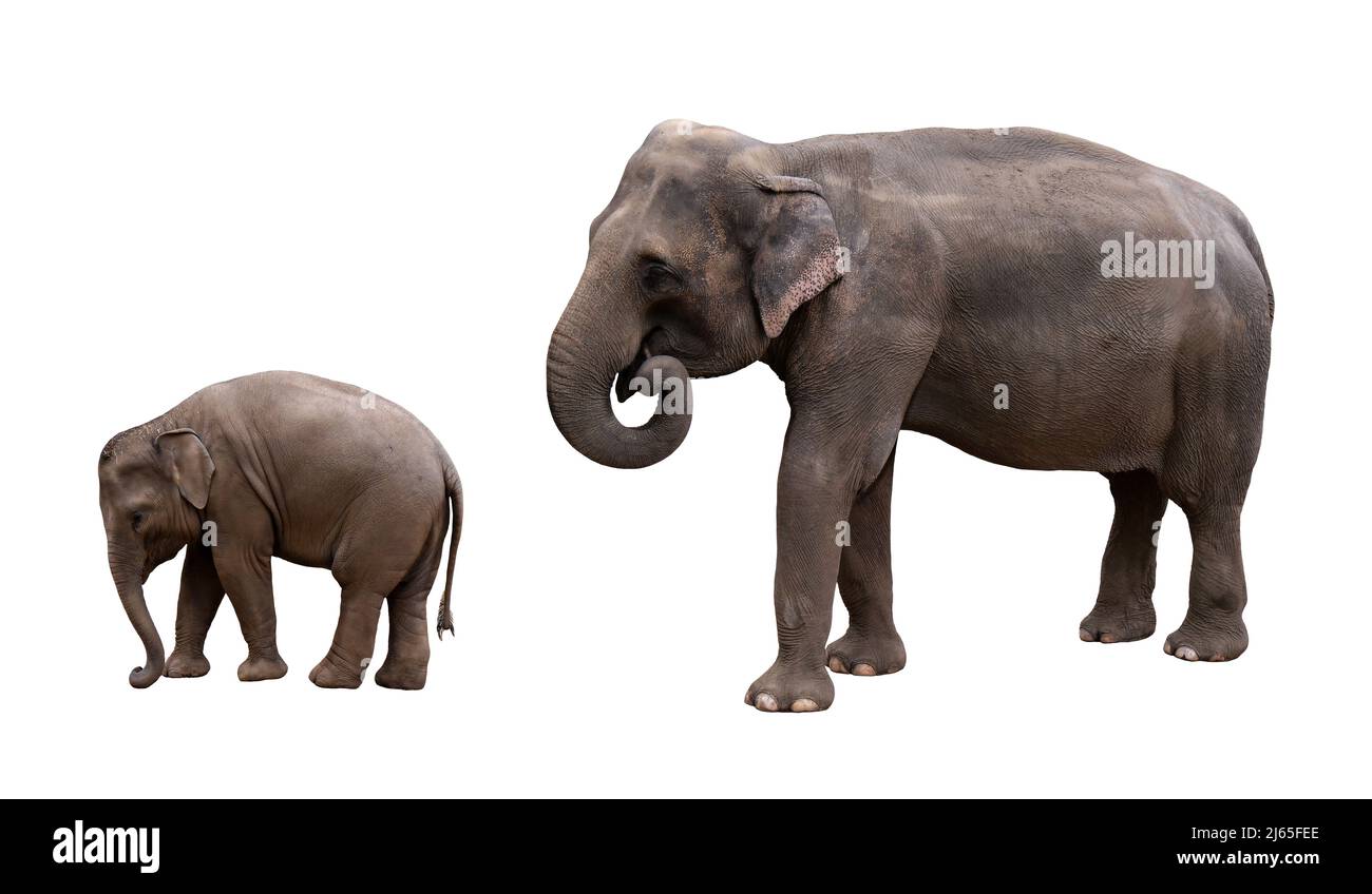 Indischer Elefant mit Baby isoliertes Bild. Foto mit der asiatischen Elefantenfamilie. Stockfoto