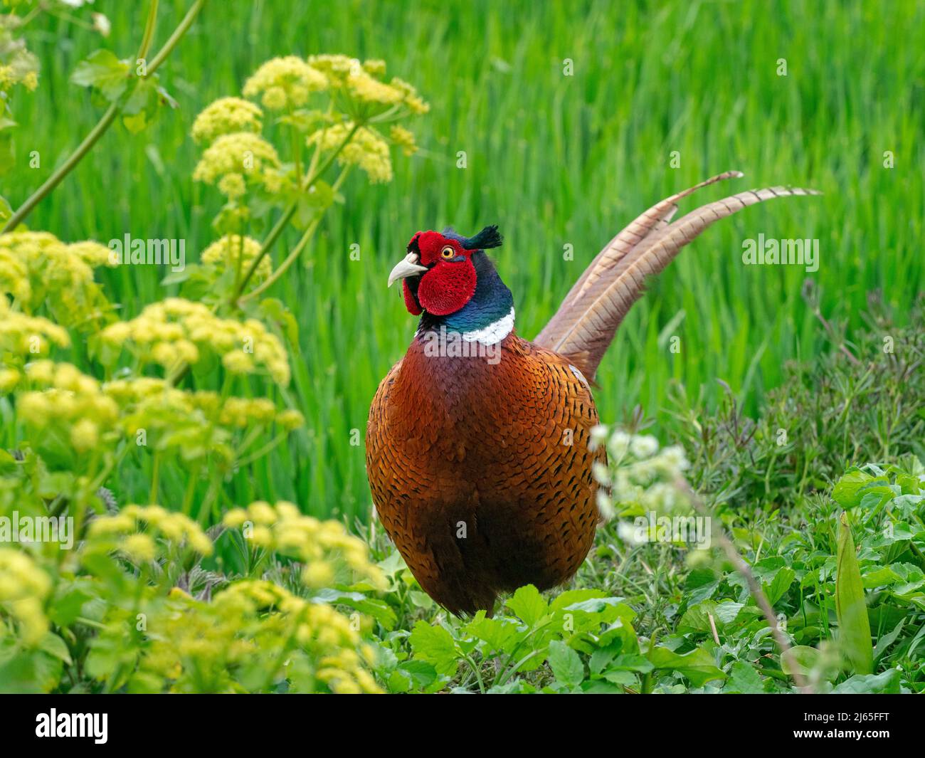 Kater Phasianus colchicus im frühlingsbrütenden Gefieder Norfolk Stockfoto