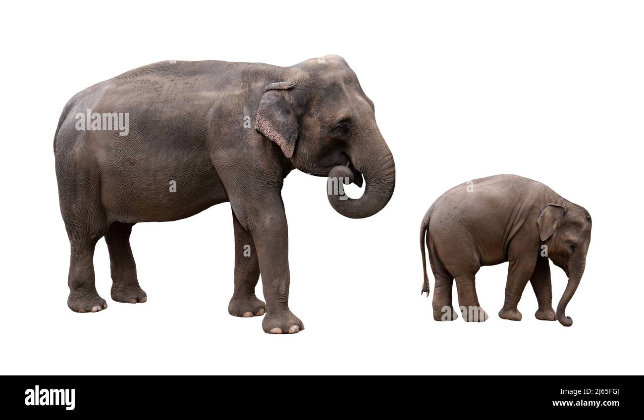 Indischer Elefant mit Baby isoliertes Bild. Foto mit der asiatischen Elefantenfamilie. Stockfoto