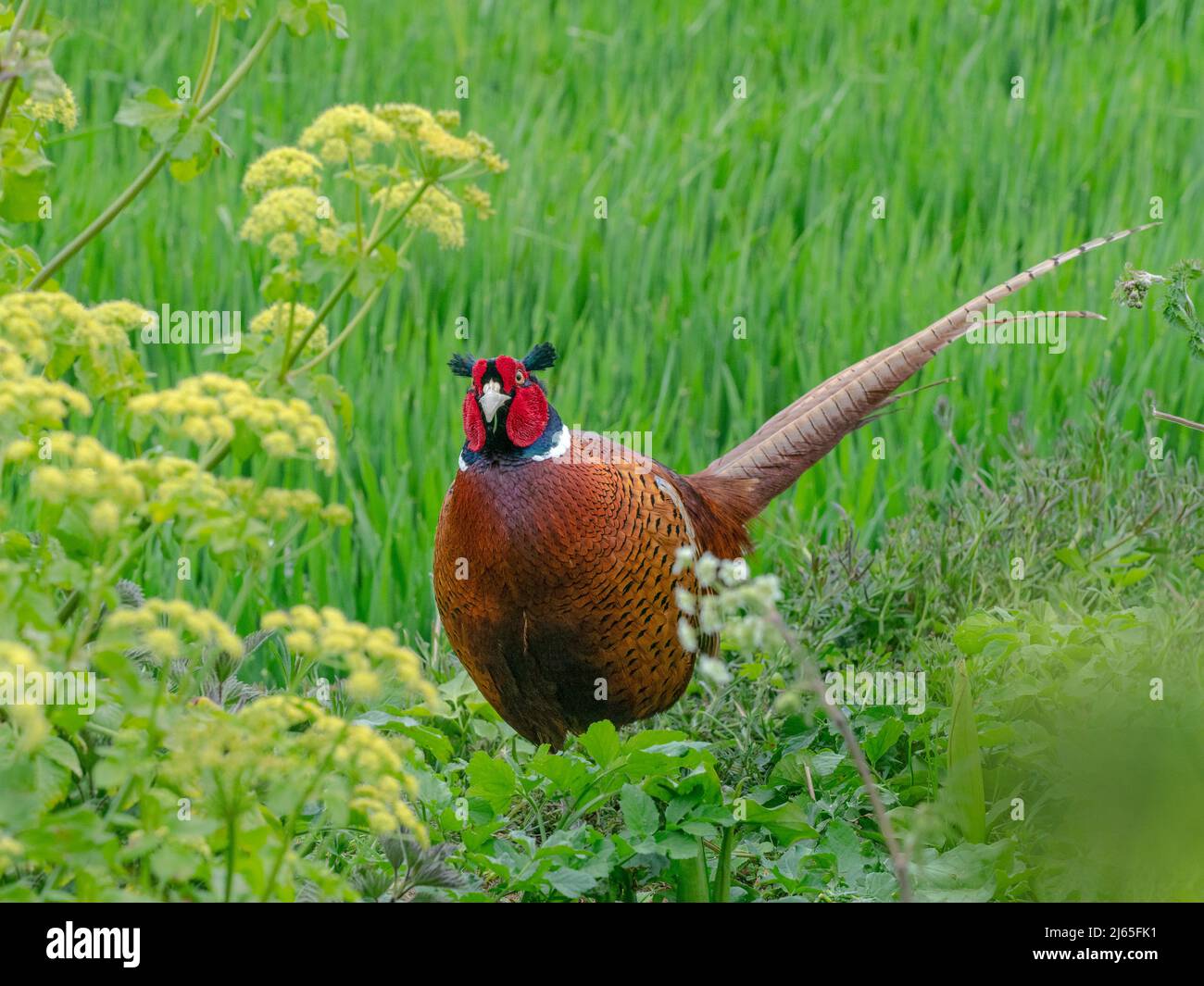 Kater Phasianus colchicus im frühlingsbrütenden Gefieder Norfolk Stockfoto