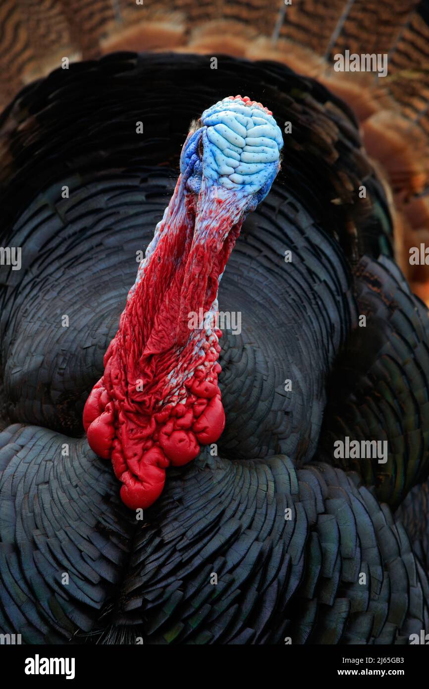 Portrait of Wild Turkey, Meleagris gallopavo, blauer und roter Kopf Stockfoto