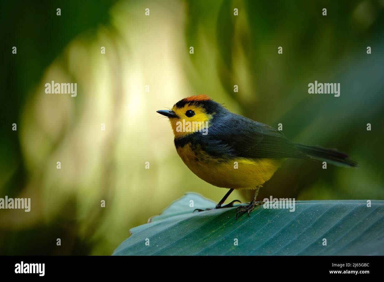 Gelber und rotköpfiger singbird Collared Redstart, Myioborus torquatus, Savegre, Costa Rica Stockfoto