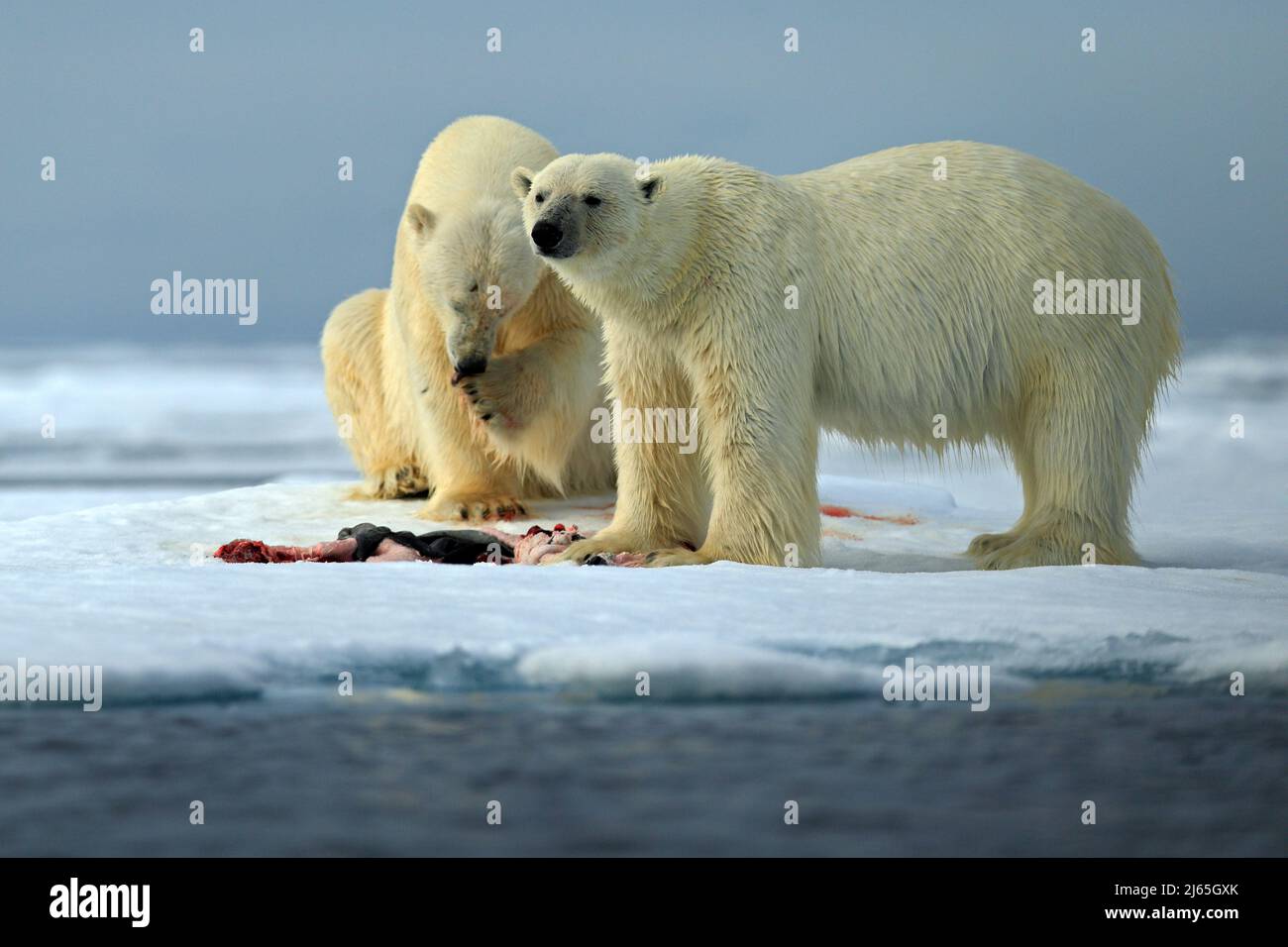 Ein paar Eisbären, die zerreißen, jagten blutiges Robbenskelett in Arctic Svalbard Stockfoto