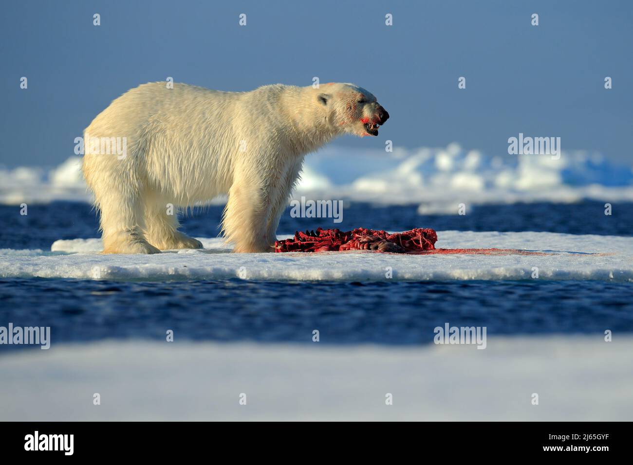 Weißer Eisbär auf Drift-Eis mit Schneefütterung tötet Robbe, Skelett und Blut, Spitzbergen, Norwegen Stockfoto