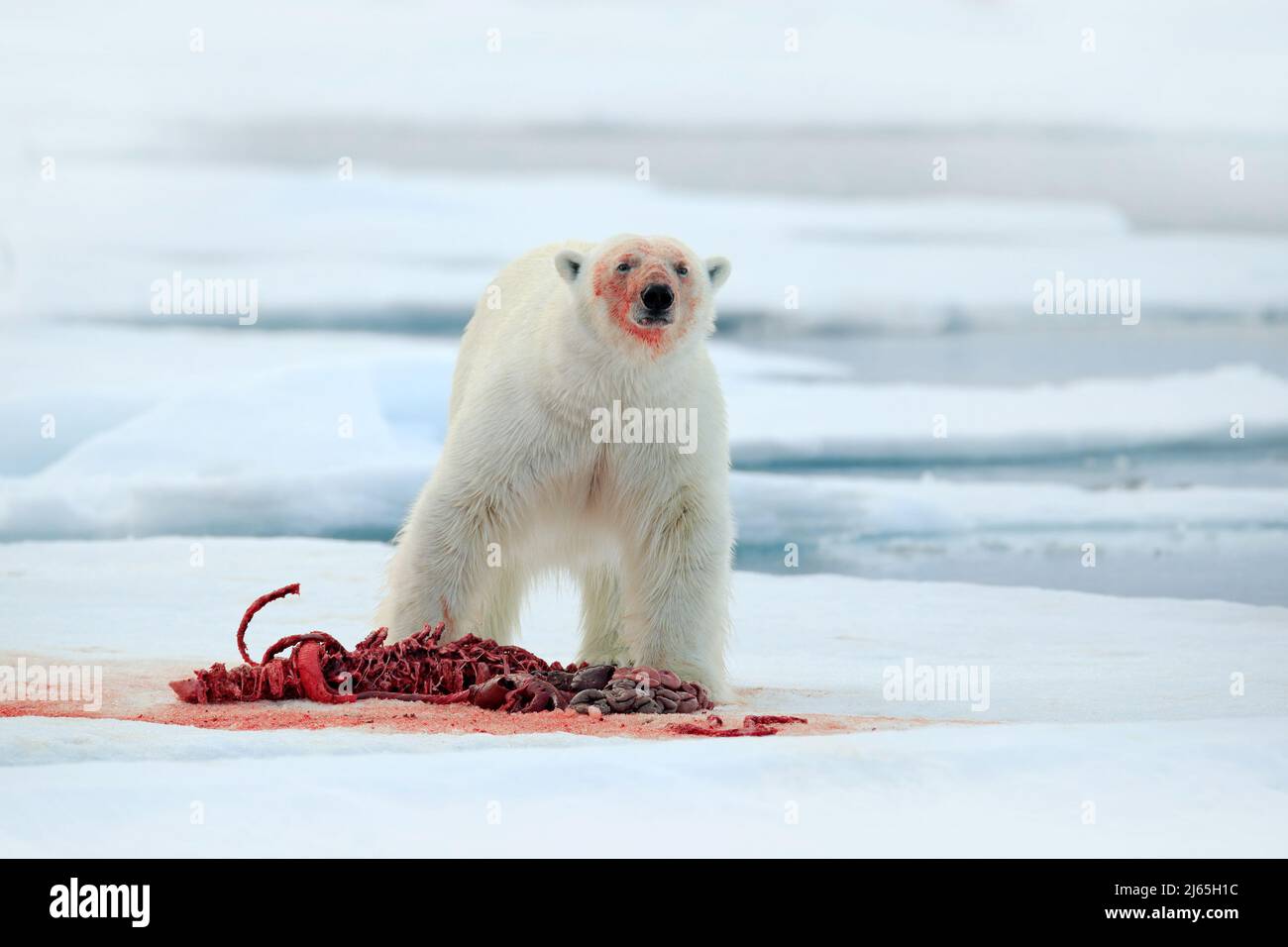 Eisbär auf Drift-Eis mit Schnee Fütterung blutige töten Robbe, Skelett und Blut, Spitzbergen, Norwegen, weiße große Tier in der Natur Lebensraum, Nahrung in der Stockfoto