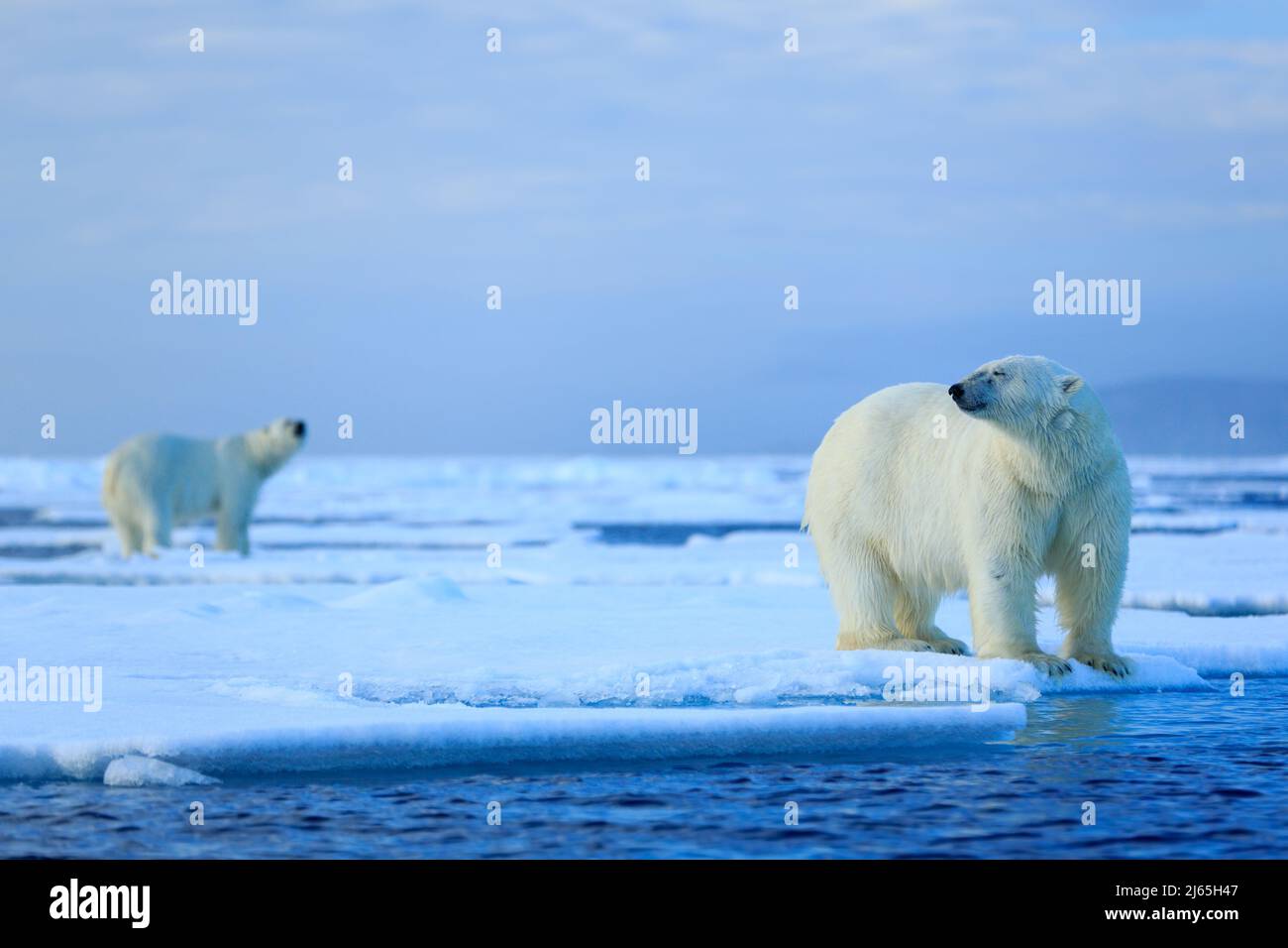 Eisbärenpaar kuscheln auf Drift-Eis in Arctic Svalbard Stockfoto