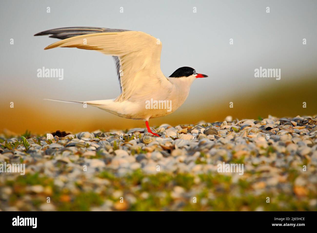 Seeschwalbe, Sterna hirundo, ist ein Seevögel der Familie Sternidae, Vogel in der klaren Natur Lebensraum, Tier in der Nähe des Flusses, Frühling, während m Stockfoto