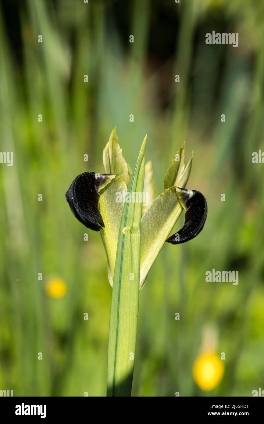 Blume des Hermodactylus tuberosus Stockfoto