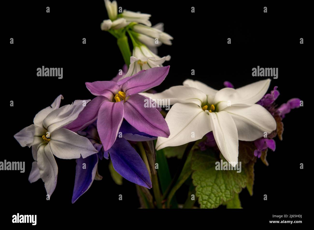Nahaufnahme der Blumen der Triteleia uniflora Selektion Stockfoto