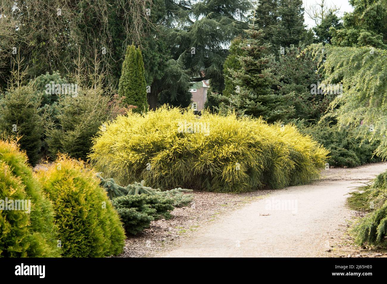 Eine riesige Pflanze von Cytisus 'Dukaat' in einem Park Stockfoto