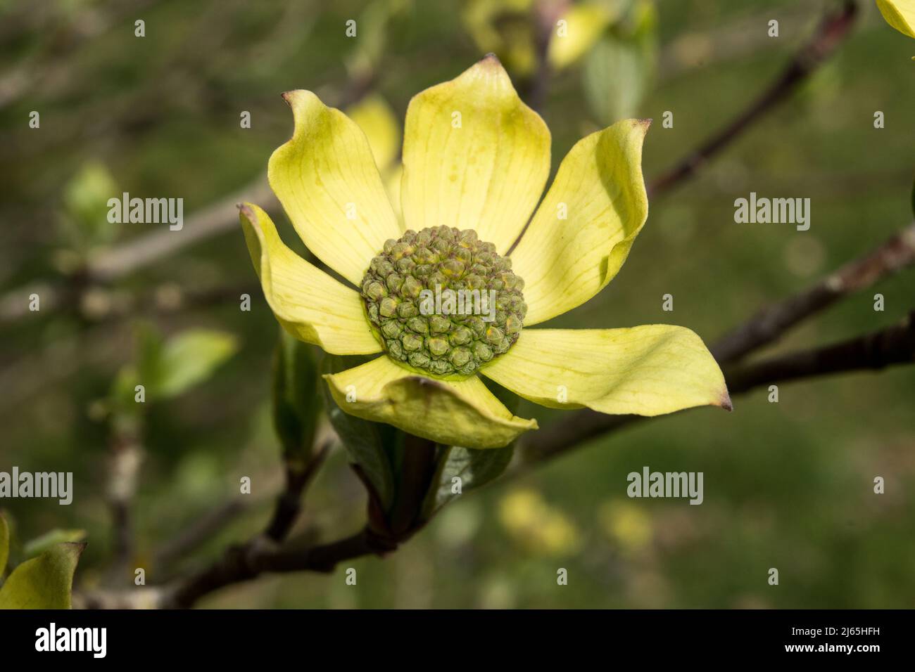 Blume des Cornus nuttallii „Monarch“ Stockfoto