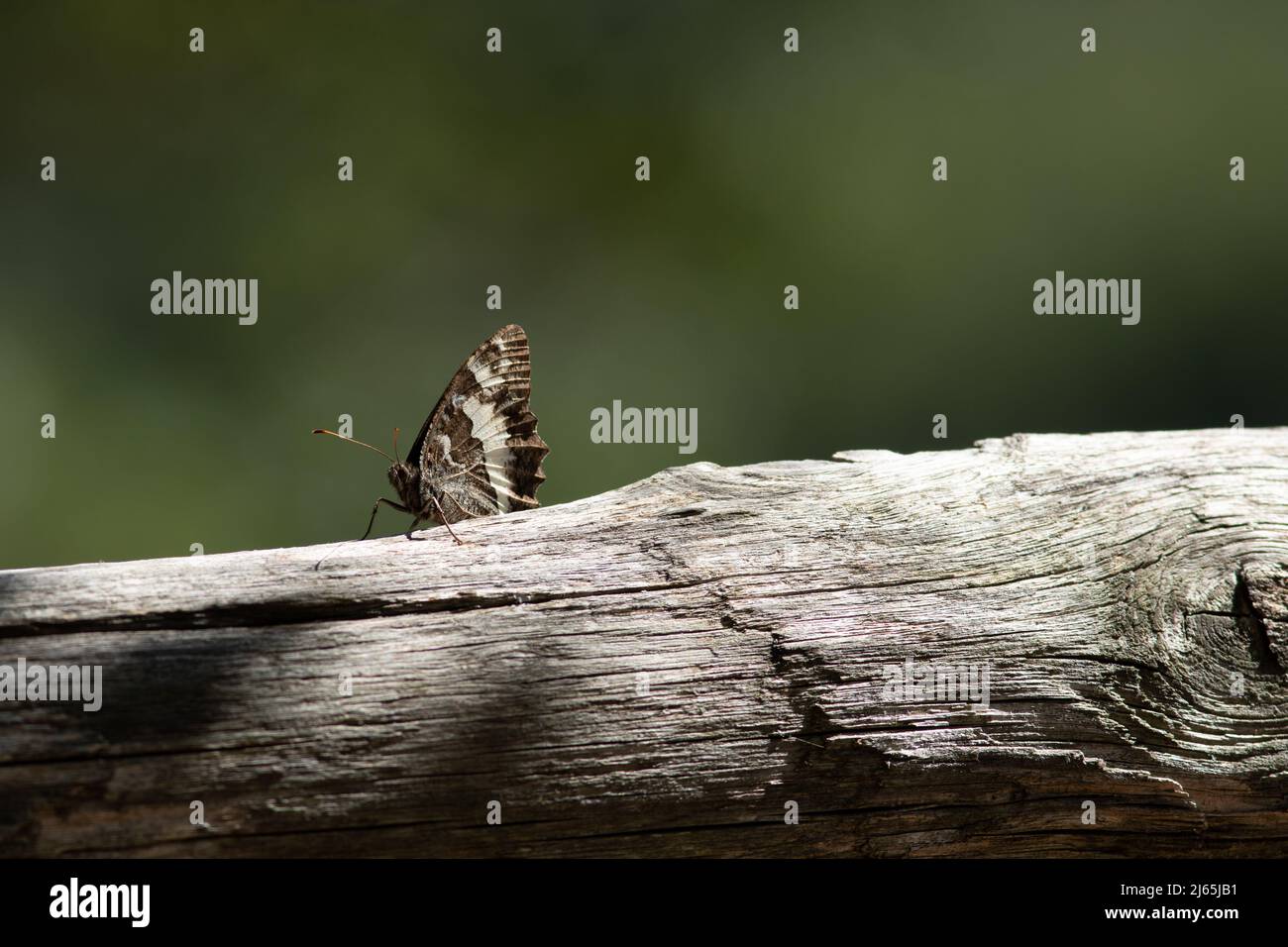 UN papillon 'Petit sylvain' sur un tronc d'arbre en période d'été Stockfoto