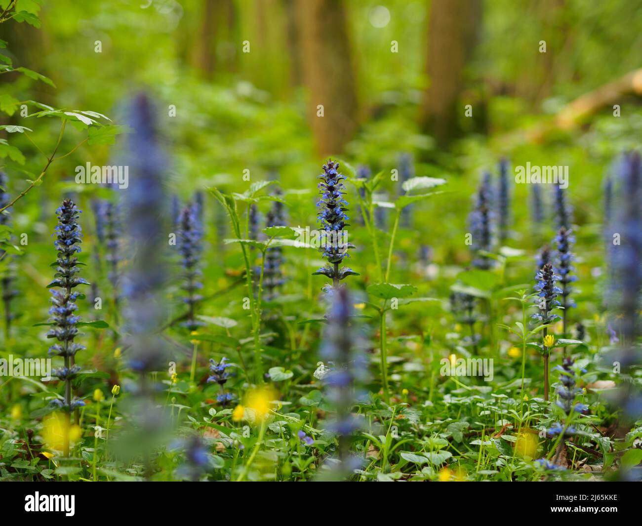 Ajuga reptans ist eine krautig blühende Pflanze aus der Familie der Minzen und hat eine ganze Reihe von gebräuchlichen Namen, einschließlich brauner Bügel und Karpetweed. Stockfoto