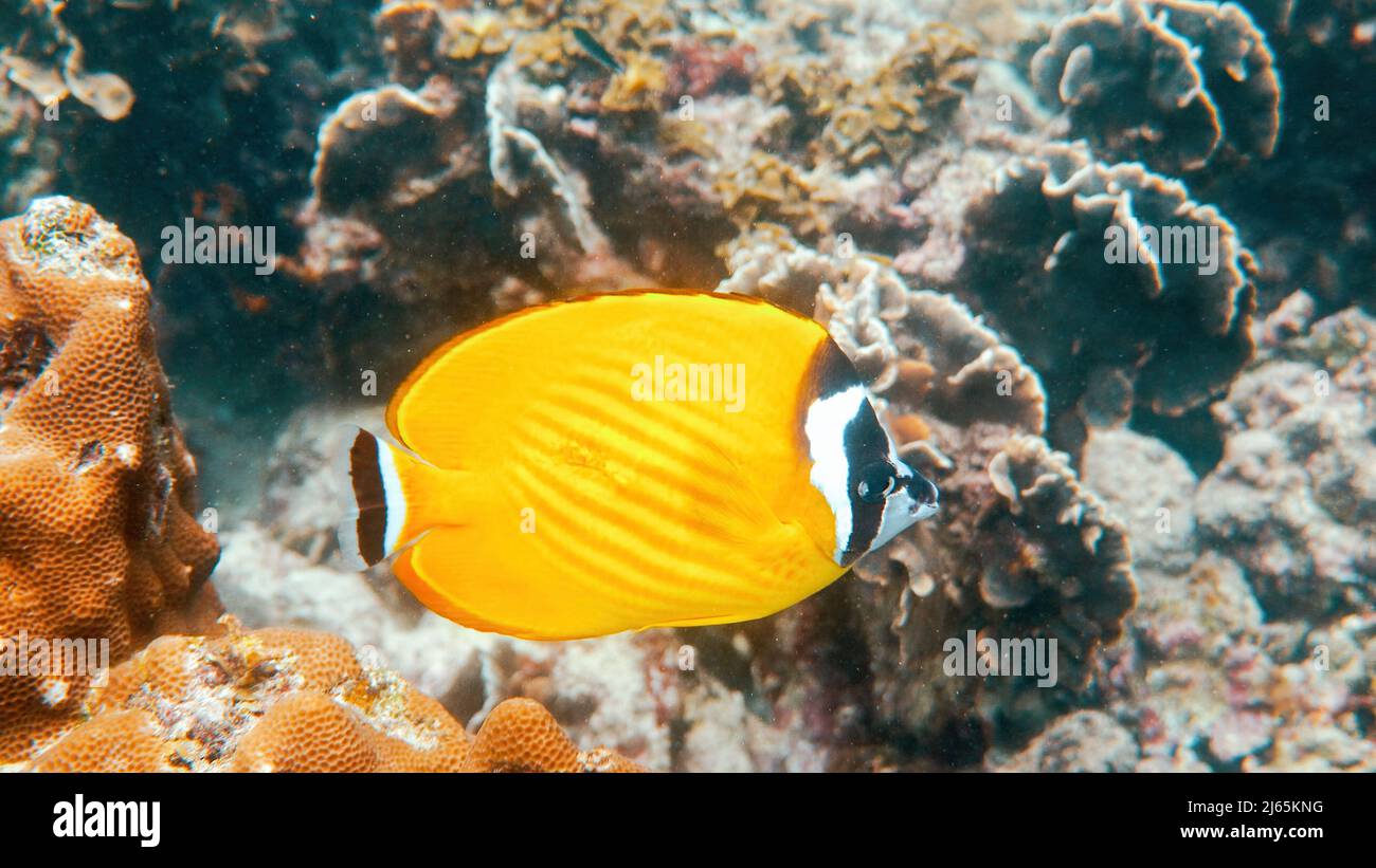 Unterwasservideo von zwei gelben Schmetterlingsfischen in tropischen Korallenriffen Stockfoto