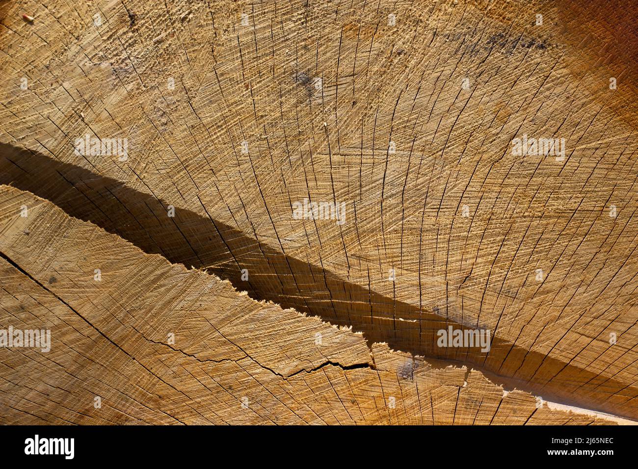 Holzstruktur im Schnitt mit Rissen. Nahaufnahme im Hintergrund mit einer großen Aussparung durch den Baum. Stockfoto