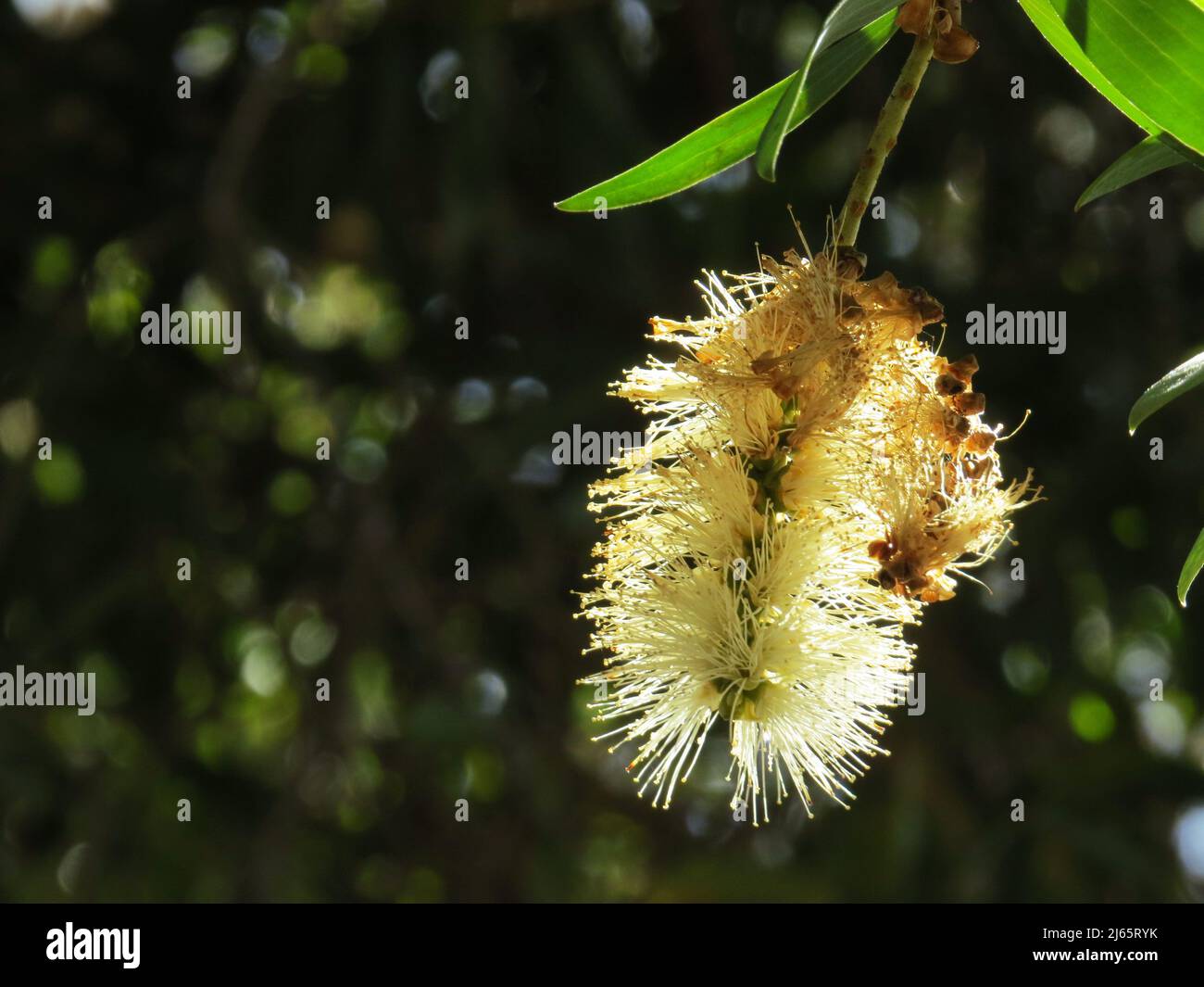 Eine Salzwasserbrokenblüte fängt die Morgenstrahlen der Sonne ein. Australische Ureinwohner - Melaleuca alternifolia. Stockfoto