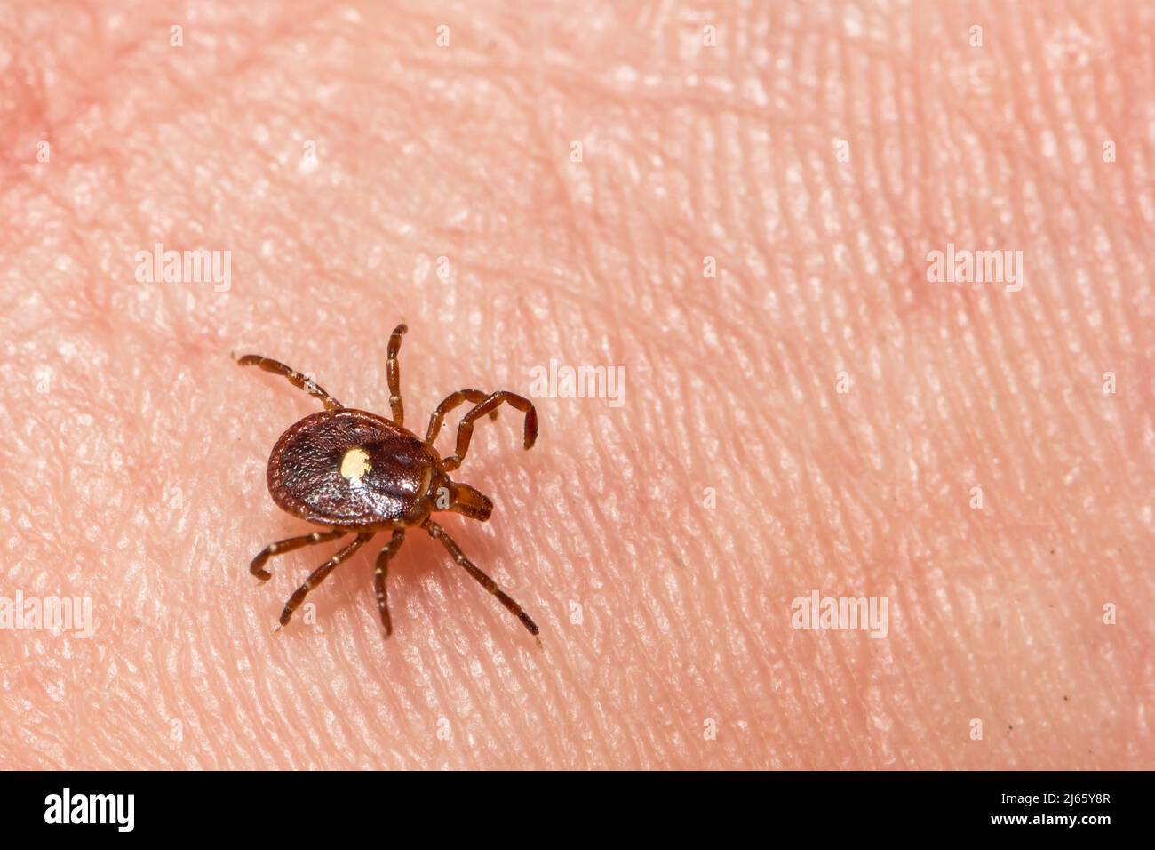 Lone Star Tick - Amblyomma americanum Stockfoto