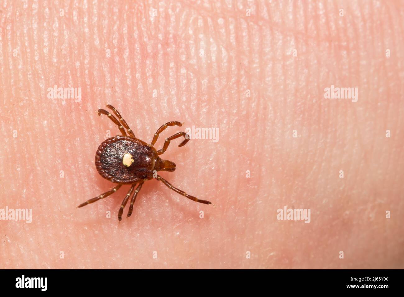 Lone Star Tick - Amblyomma americanum Stockfoto