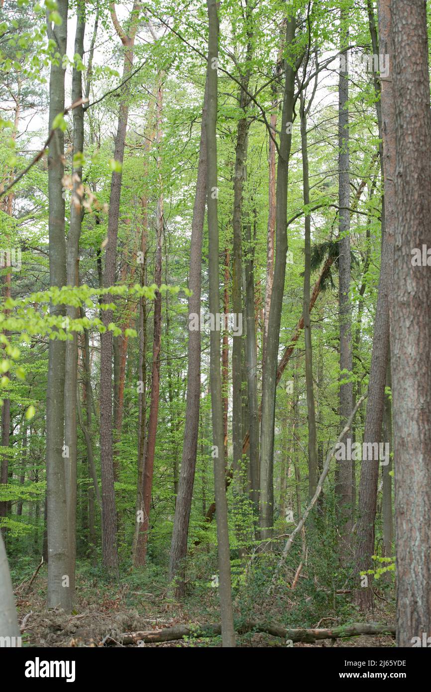 Beschädigte, tote Bäume im Kottenforst, Premierminister Henrik WUEST bei einem Besuch im Kottenforst zur Lage und Zukunft des Waldes, Stockfoto