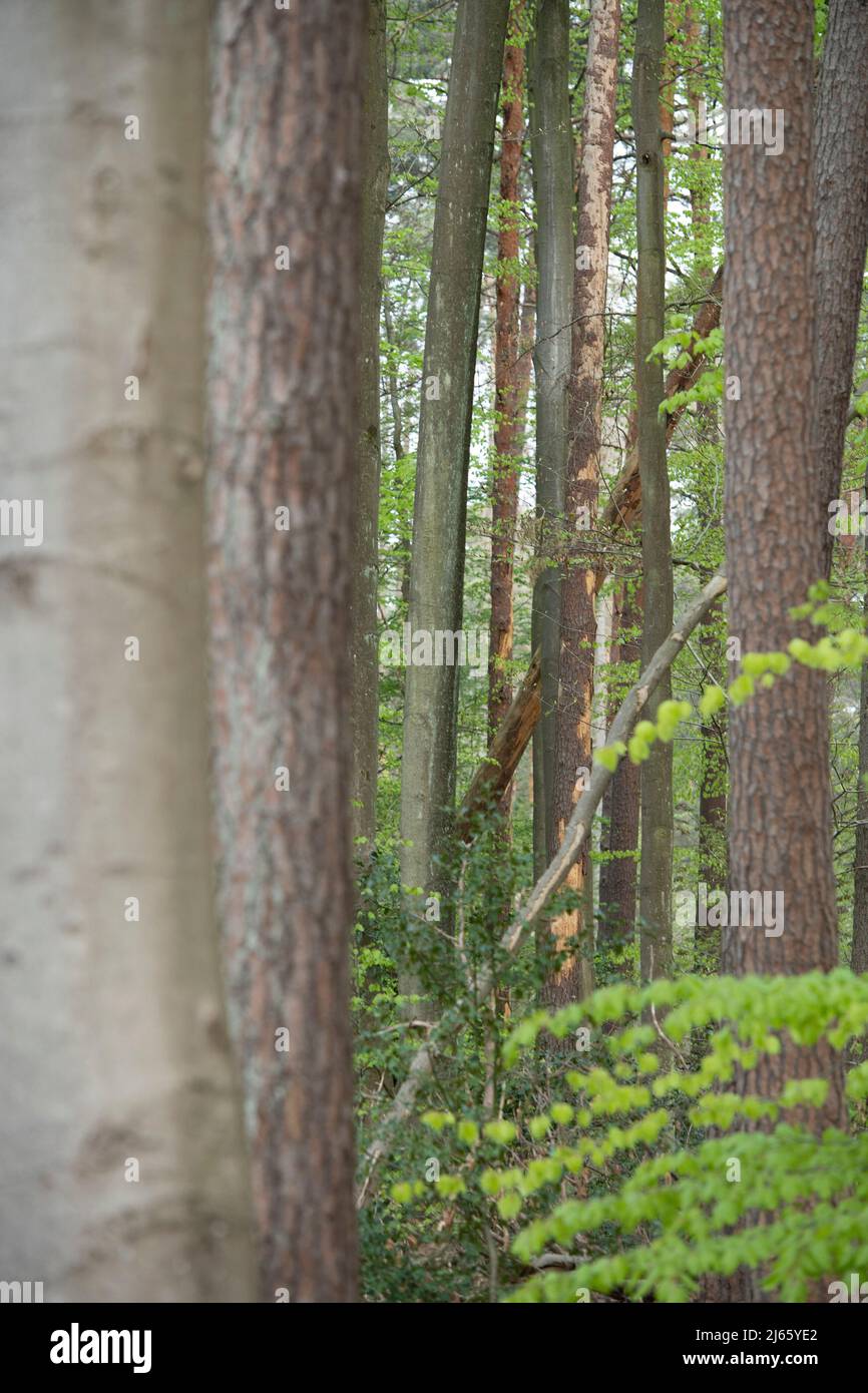 Beschädigte, tote Bäume im Kottenforst, Premierminister Henrik WUEST besucht den Kottenforst über die Lage und Zukunft des Waldes, Â Stockfoto