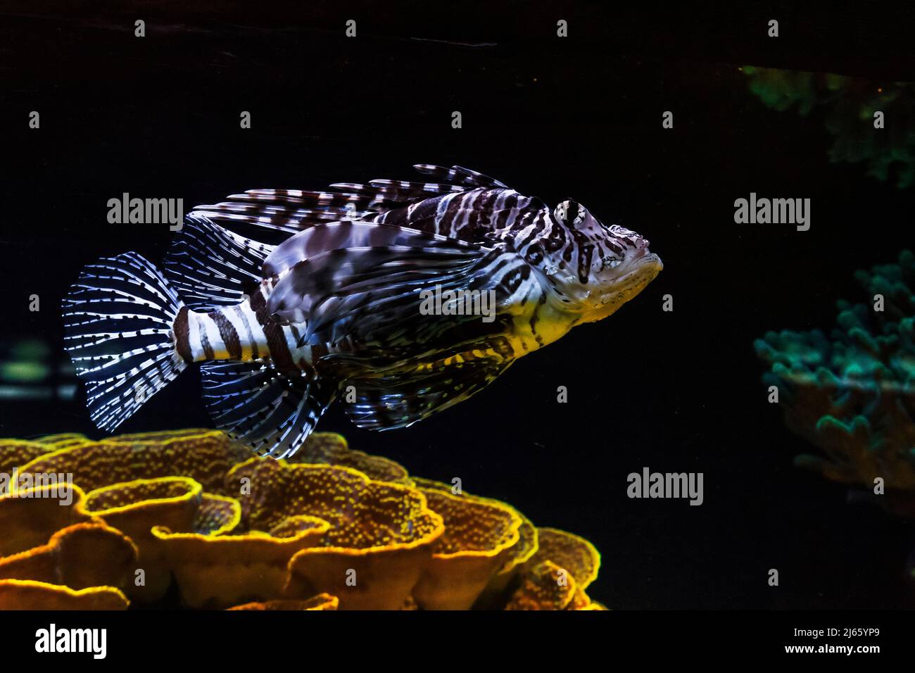 Dies ist ein Bewohner von Korallenriffen (ein Zebrafisch oder gestreifter Löwenfisch) im Aquarium. Stockfoto