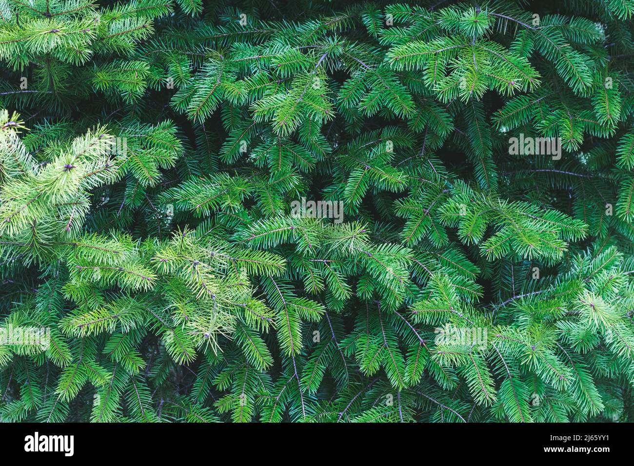 Hintergrund der Weihnachtsbaum Äste. Koniferer Hintergrund Stockfoto