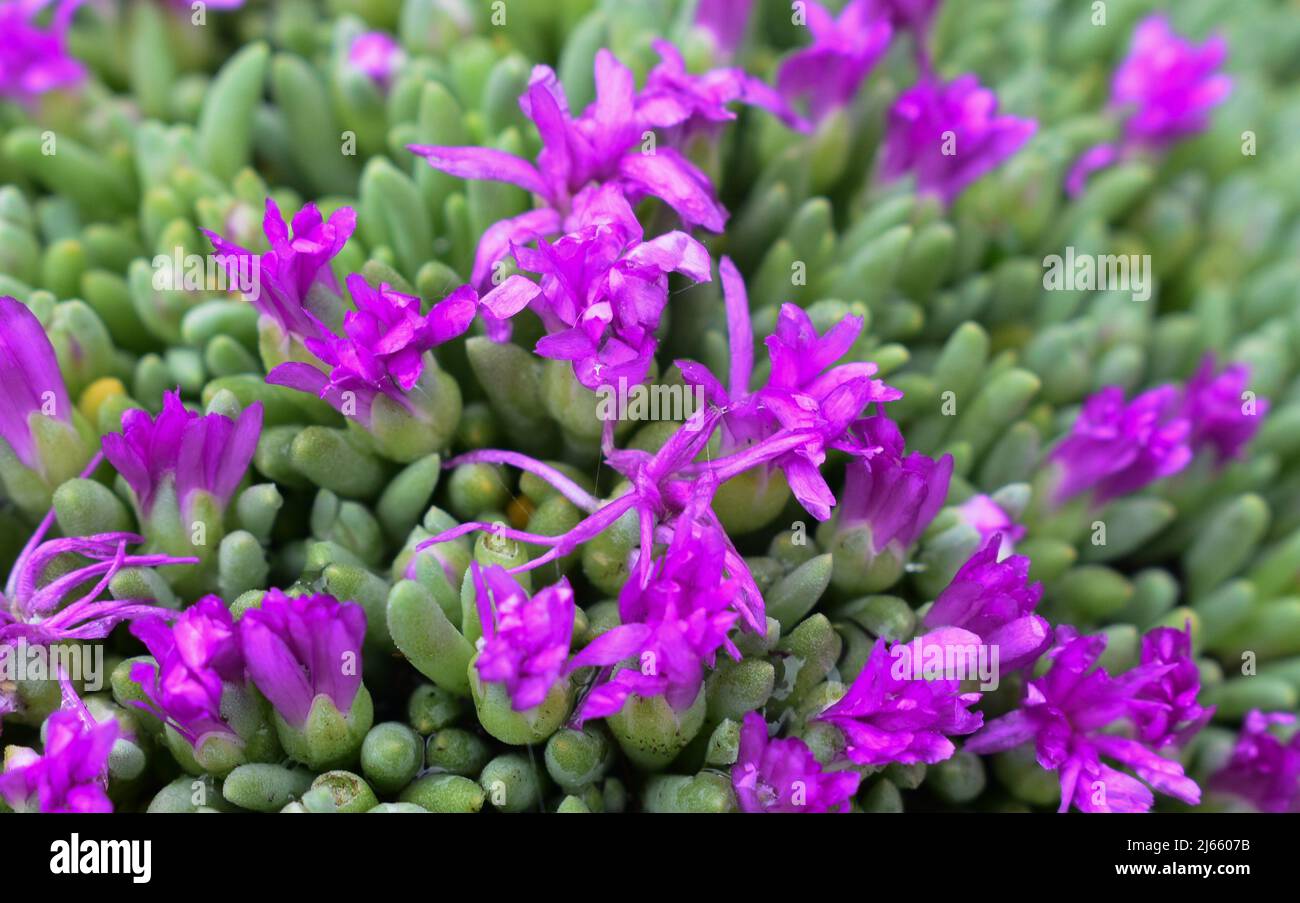 Verschiedene Arten Von Blumen Stockfoto