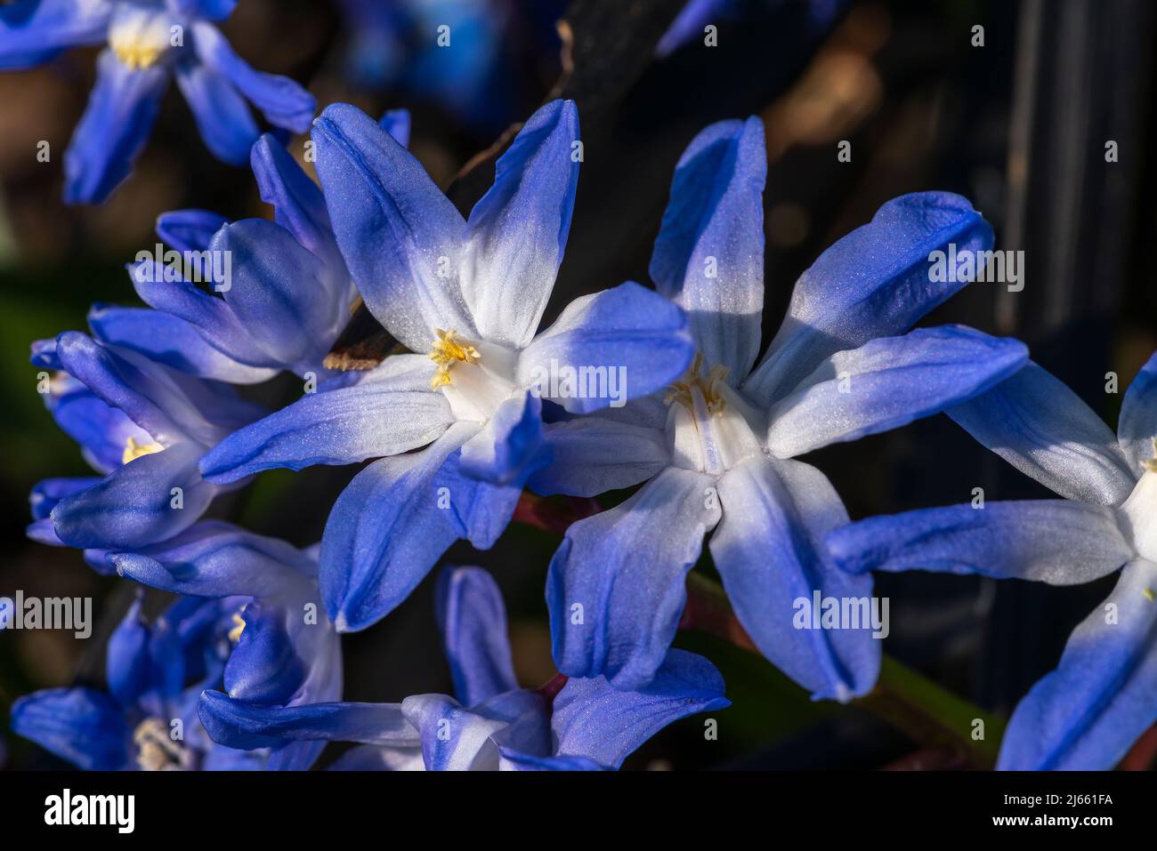 Glory of the Snow (Chionodoxa luciliae) eine winterfrühlingsblühende Pflanze mit einer blau-weißen Frühlingsblume, auch bekannt als scilla luciliae, Stockfoto Stockfoto