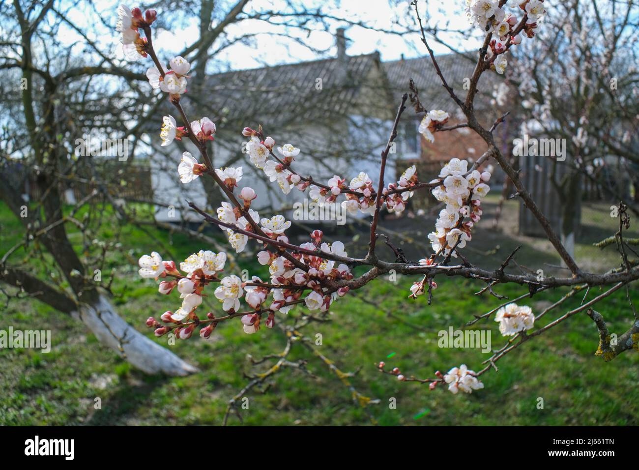 Blühender Frühlingsgarten. Blühender Zweig auf grünem Gras. Stockfoto