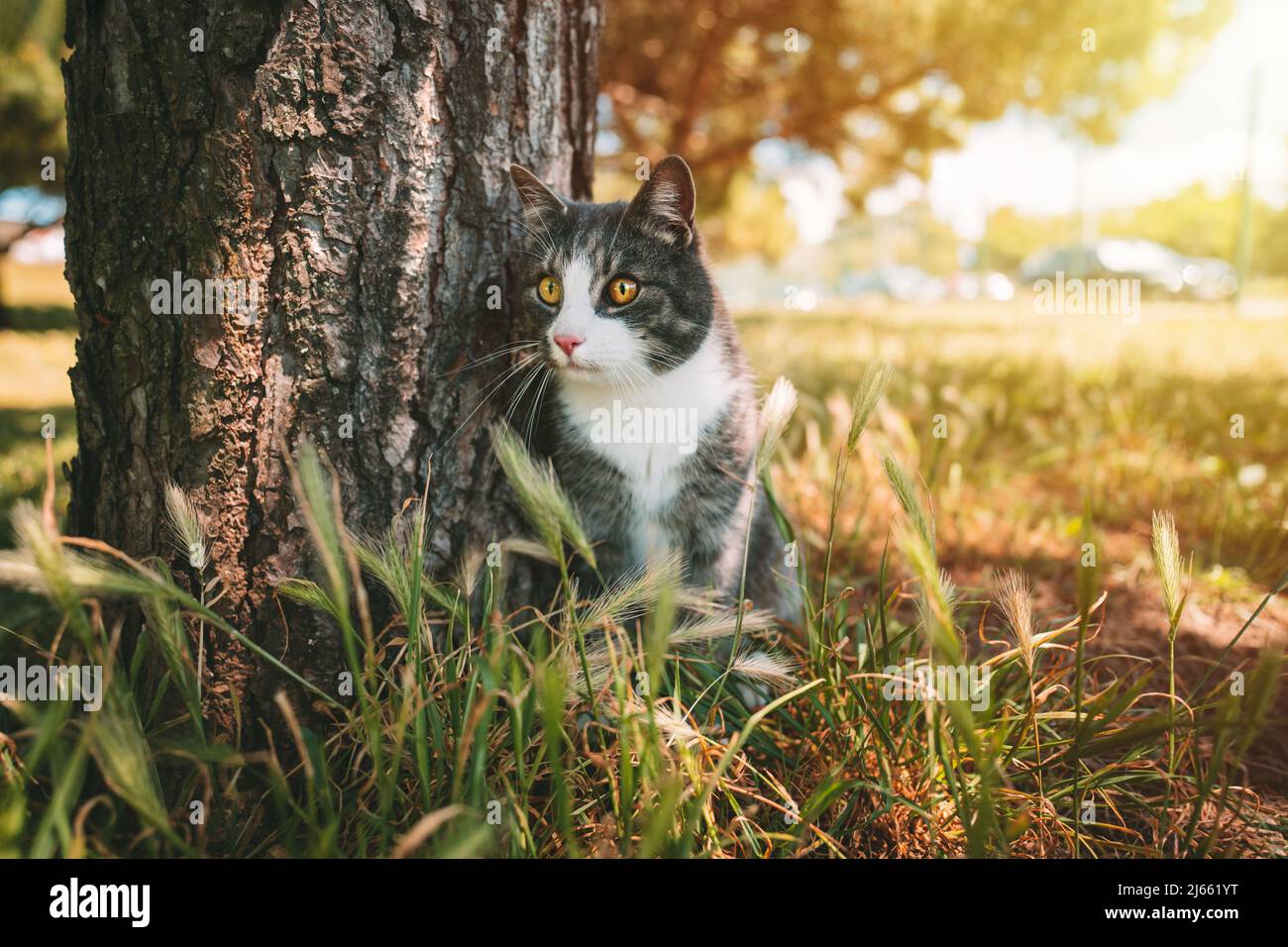 Schöne Hauskatze sitzt draußen in der Nähe des Baumes in der Natur an einem sonnigen Tag Stockfoto