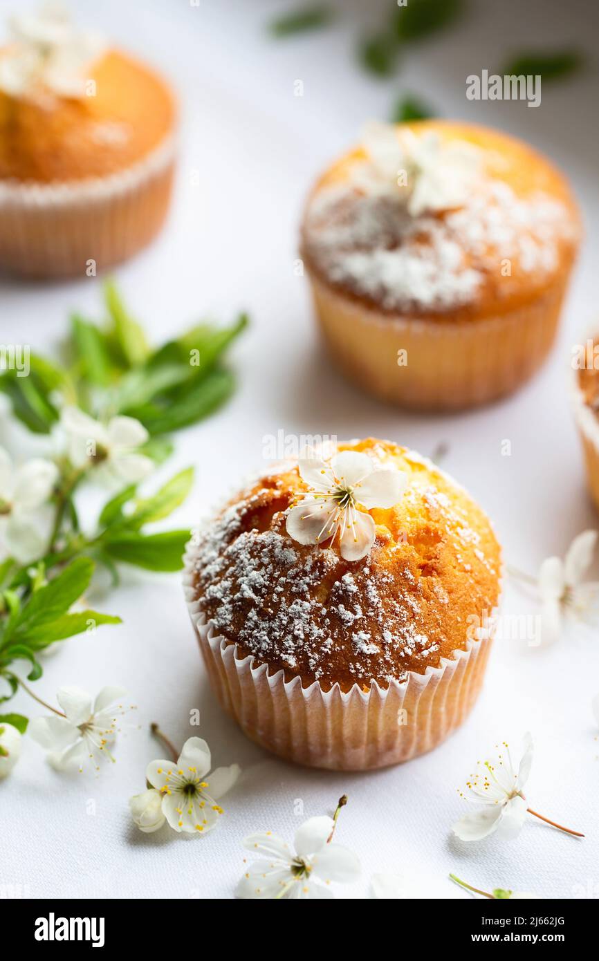 Süße Muffins mit Puderzucker und Blüten. Hausgemachte Bäckerei. Muffins in weißen Kapseln mit Obstbaumblumen verziert. Frühjahrsbäckerei. Stockfoto