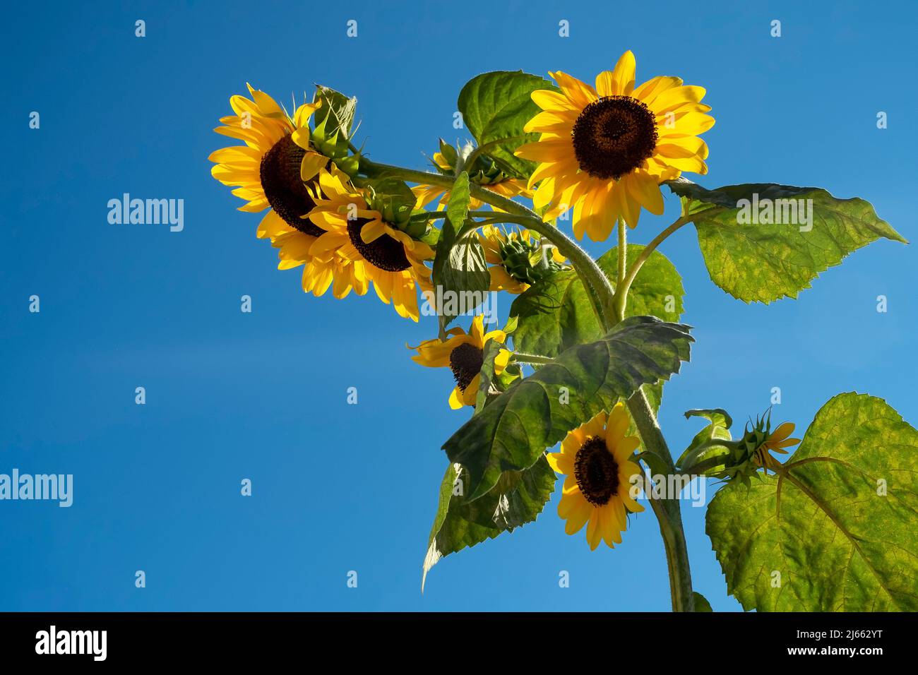 Sonnenblume gegen blauen Himmel Stockfoto