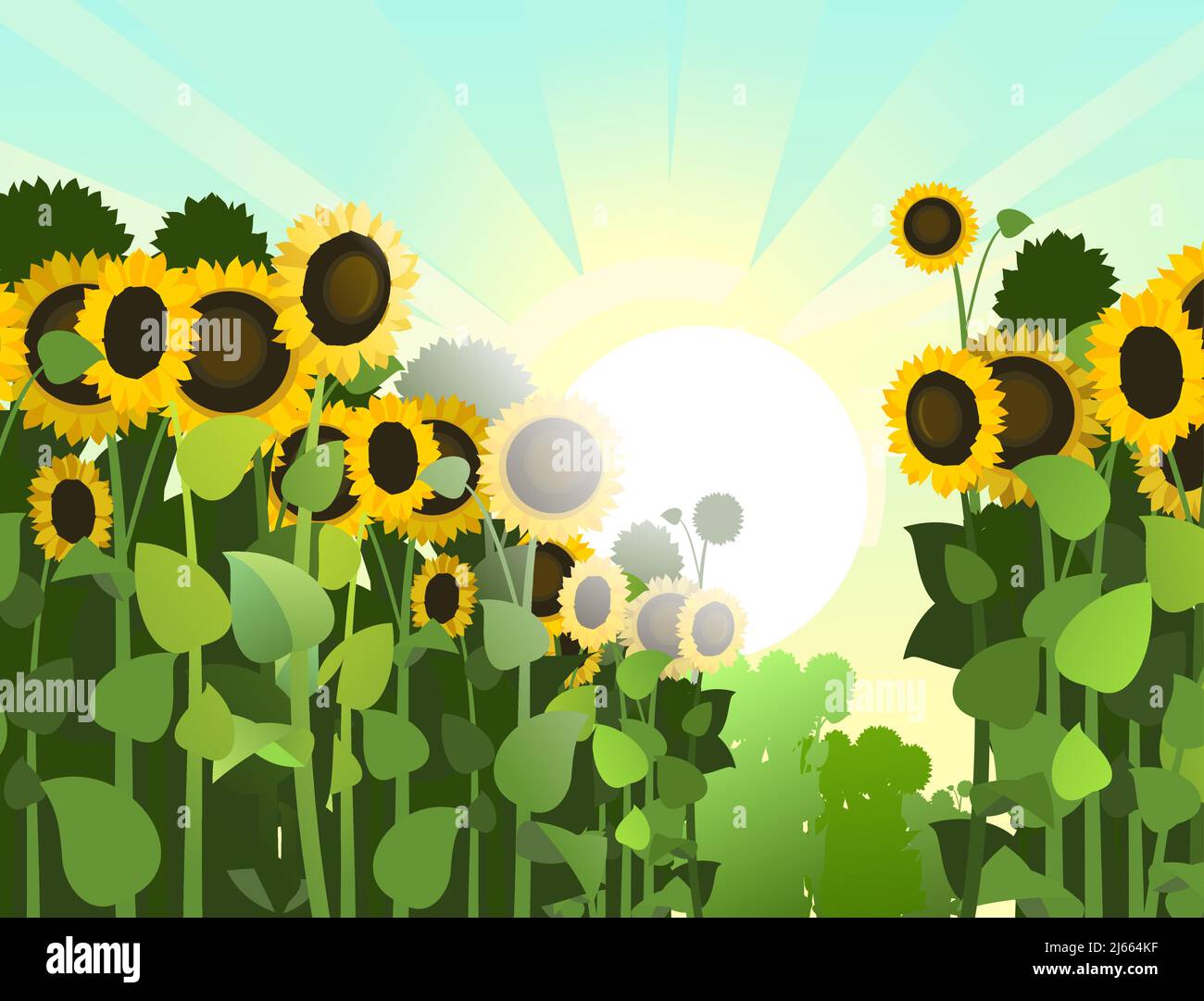 Sonnenblume wächst auf dem Feld. Ernte landwirtschaftliche Pflanze. Ländliche Sommerlandschaft. Lebensmittelprodukt der Sonnenblumenöl-Produktion. Bauernhof Stock Vektor