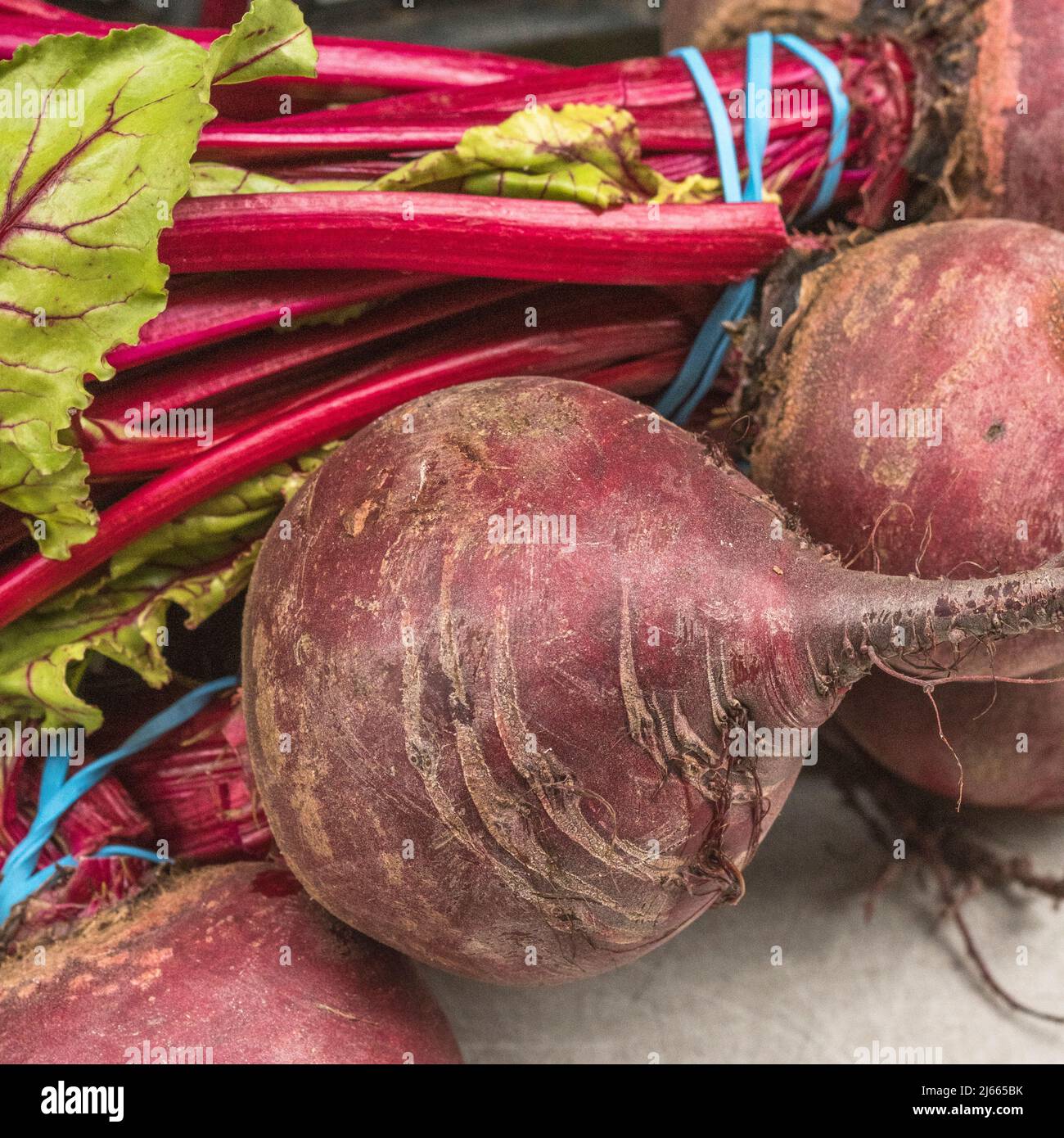 Violett-rote Taproot aus Rote Rübe, Rote Bete / Beta vulgaris auf einer Tischplatte in einem Land Markt. Stockfoto