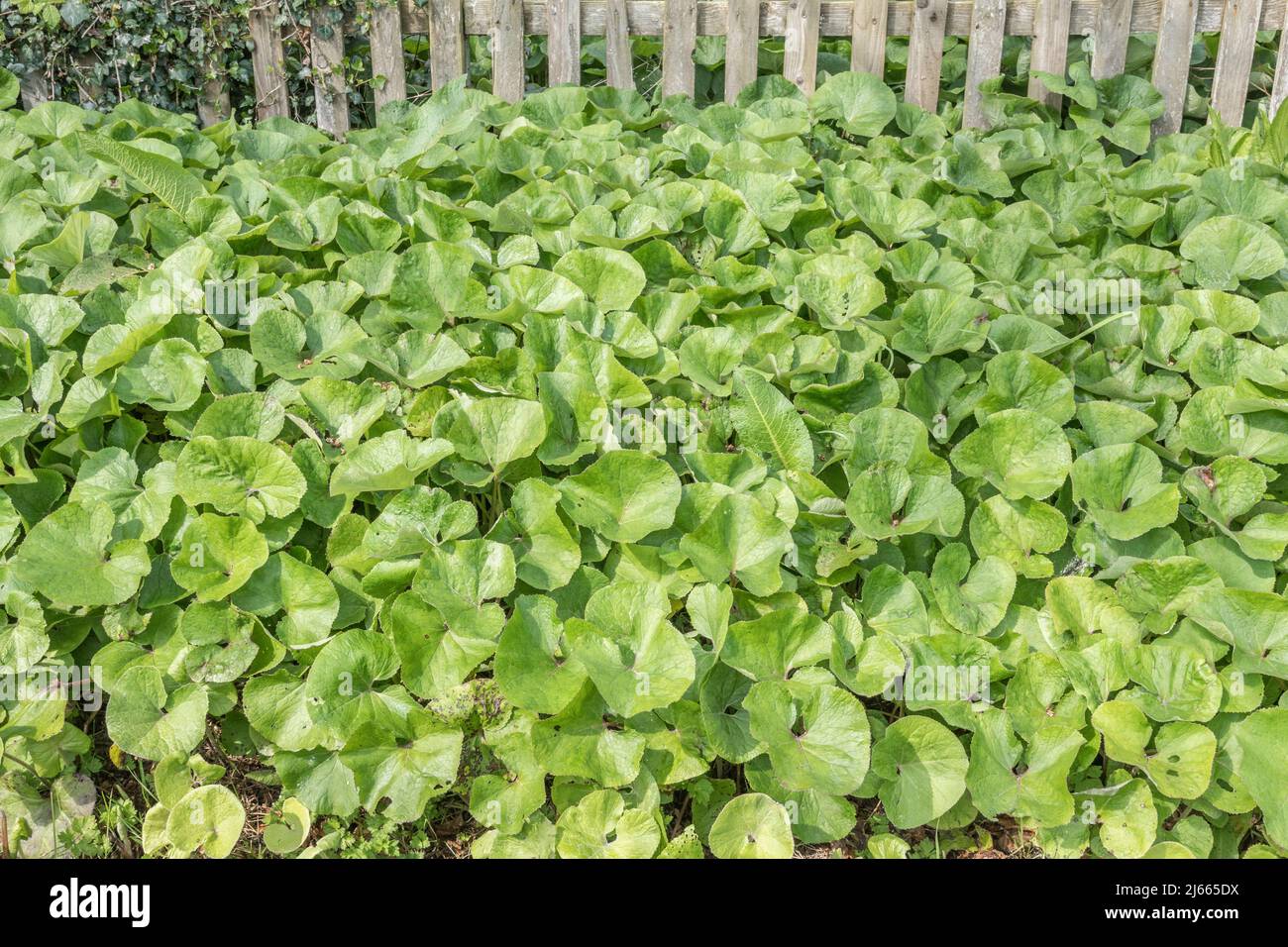 Butterbur/Petasites hybridus (oder möglicherweise P. Duftstoffe) Blätter im Frühling. Einmal verwendet als Heilpflanze in der pflanzlichen Medizin - zur Behandlung der Pest. Stockfoto
