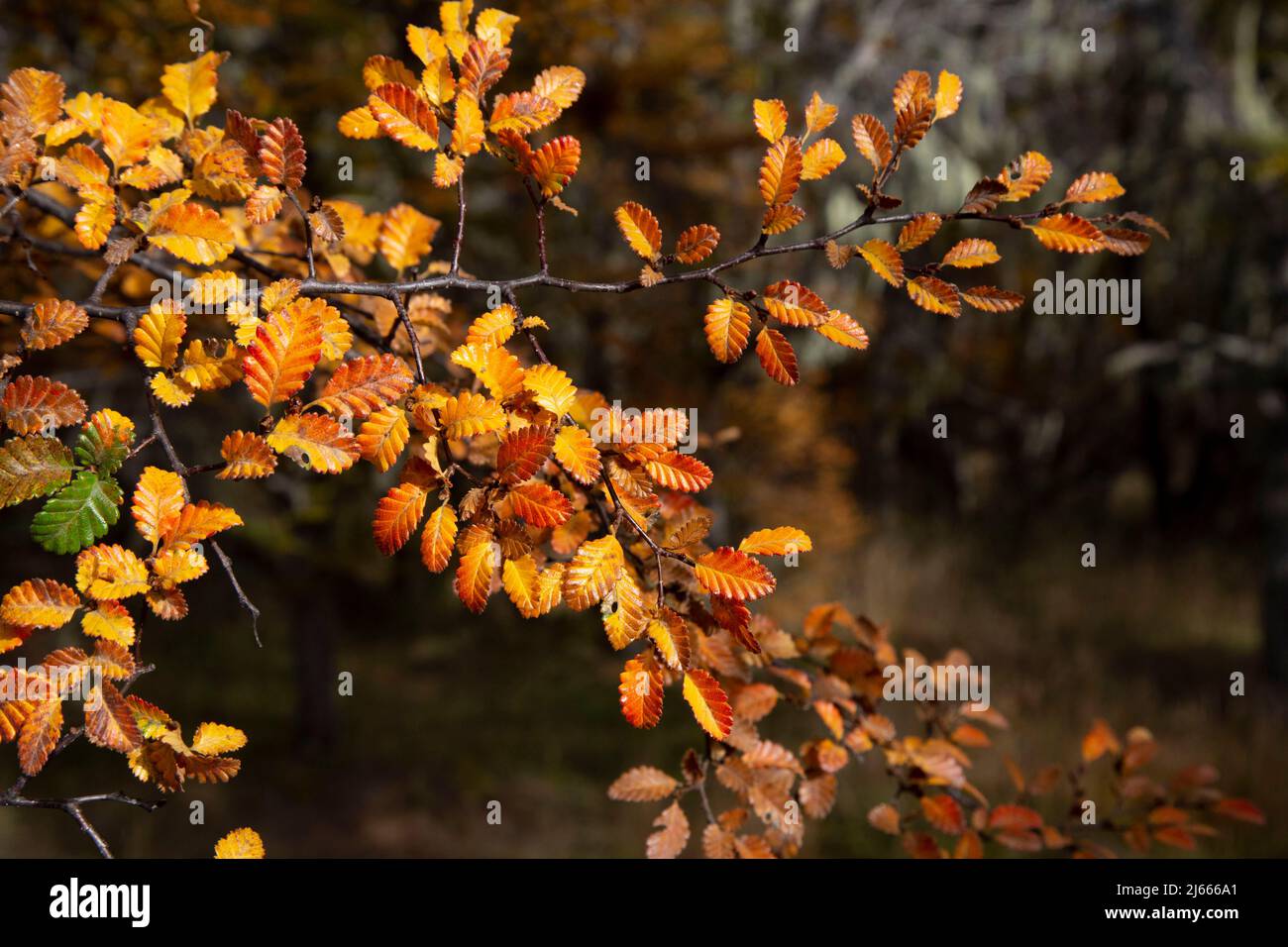 Gelbe Blätter kündigen den Herbst an Stockfoto