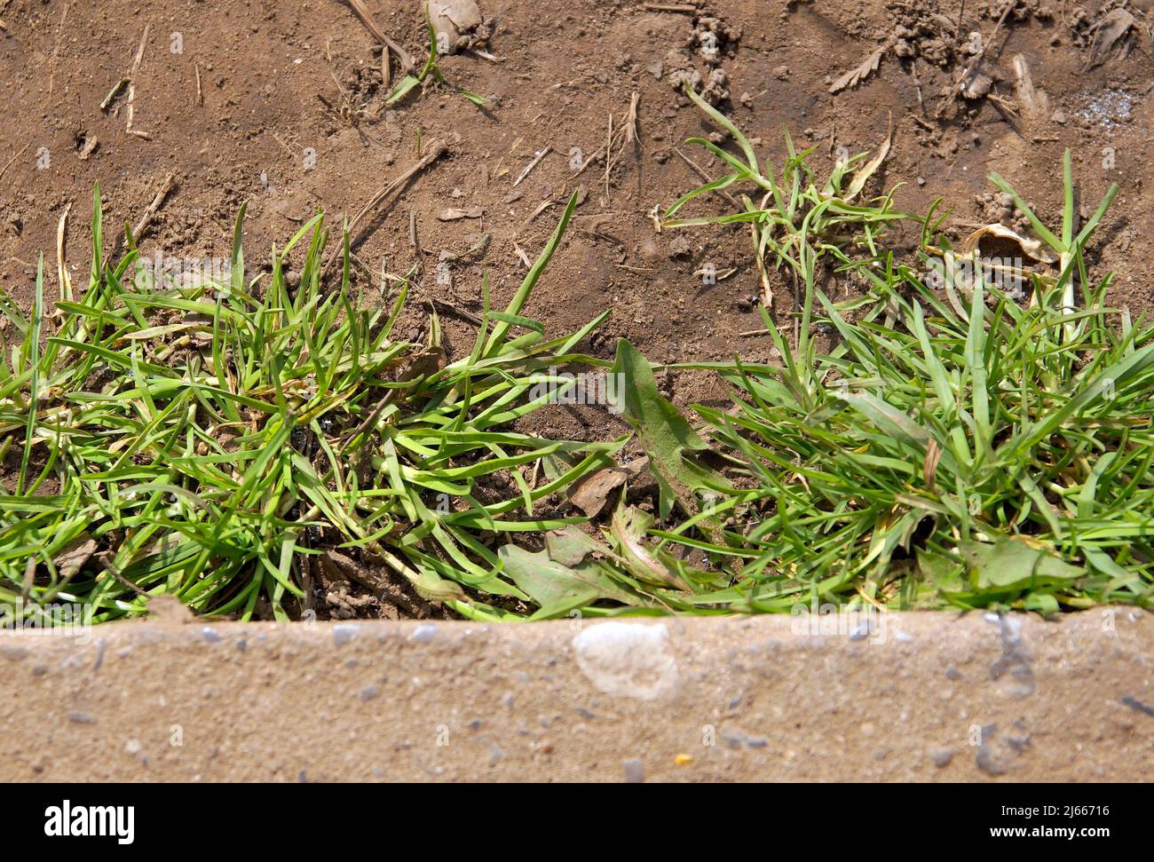 Spärlich grasbewachsene Büschel und Betonkanten; Bodenhintergrund Stockfoto