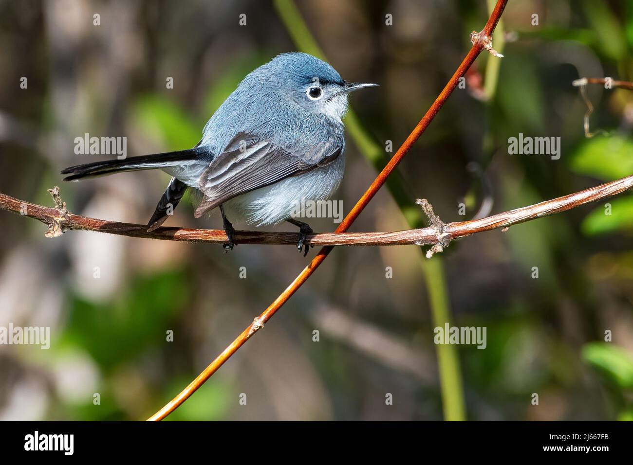 Blau-grauer Gnatcatcher im Frühjahrszug Ende April Stockfoto