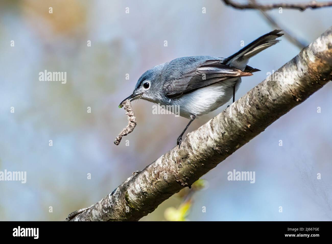 Blau-grauer Gnatcatcher mit Raupenraub im Frühjahrszug Ende April Stockfoto