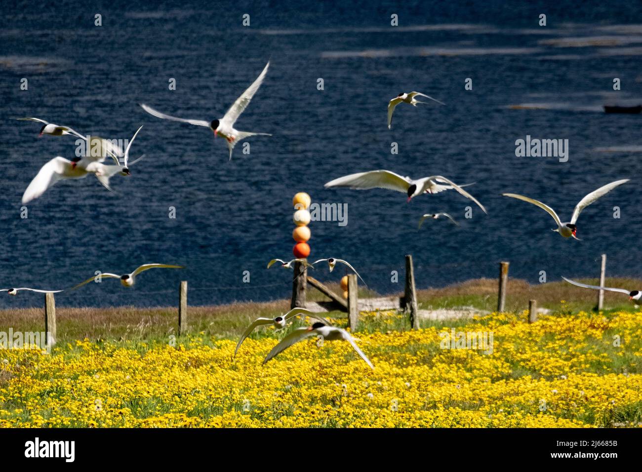 Küstenseeschwalben verteidigen ihr Brutrever am Strand, Westfjorde, Island. Stockfoto