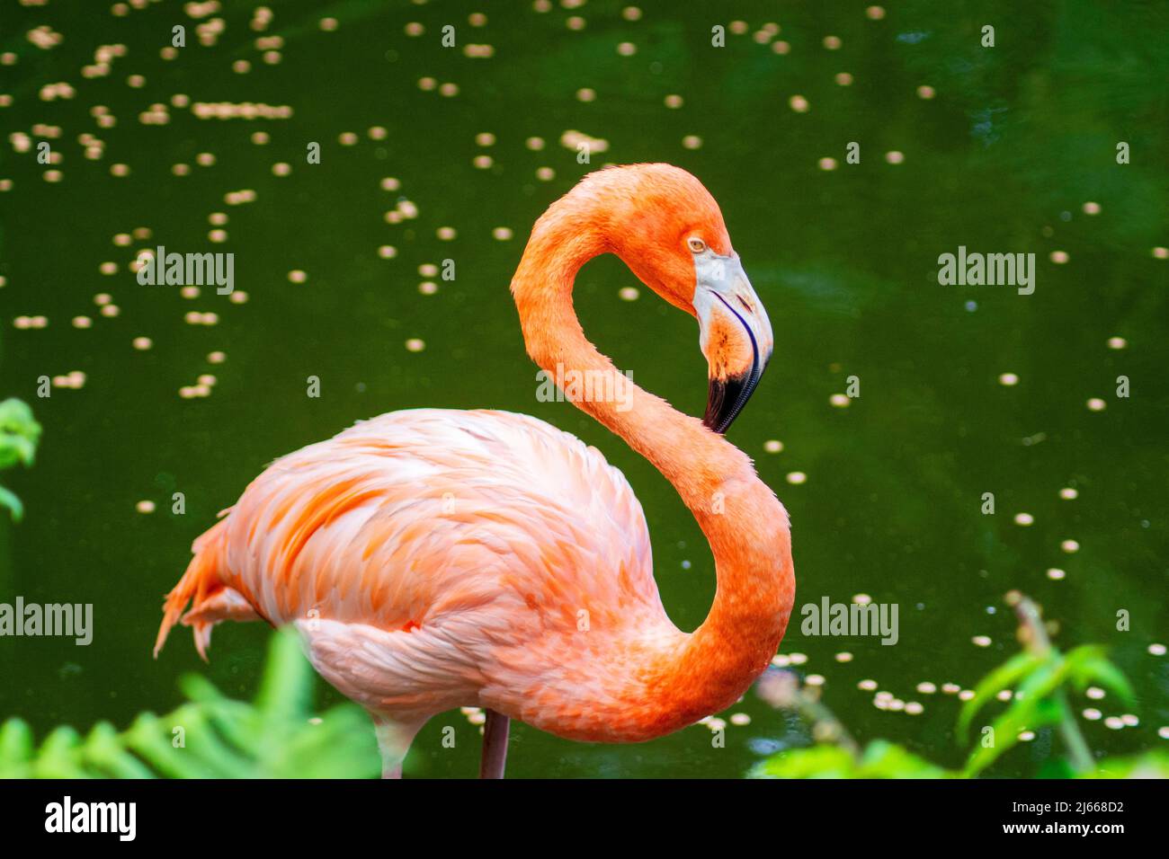 Der Florida Pink Flamingo. Wenn Sie einen Flamingo in freier Wildbahn sehen möchten, schauen Sie genau in unseren Feuchtgebieten nach. Sie werden Flamingos auf der ganzen Welt finden. Stockfoto