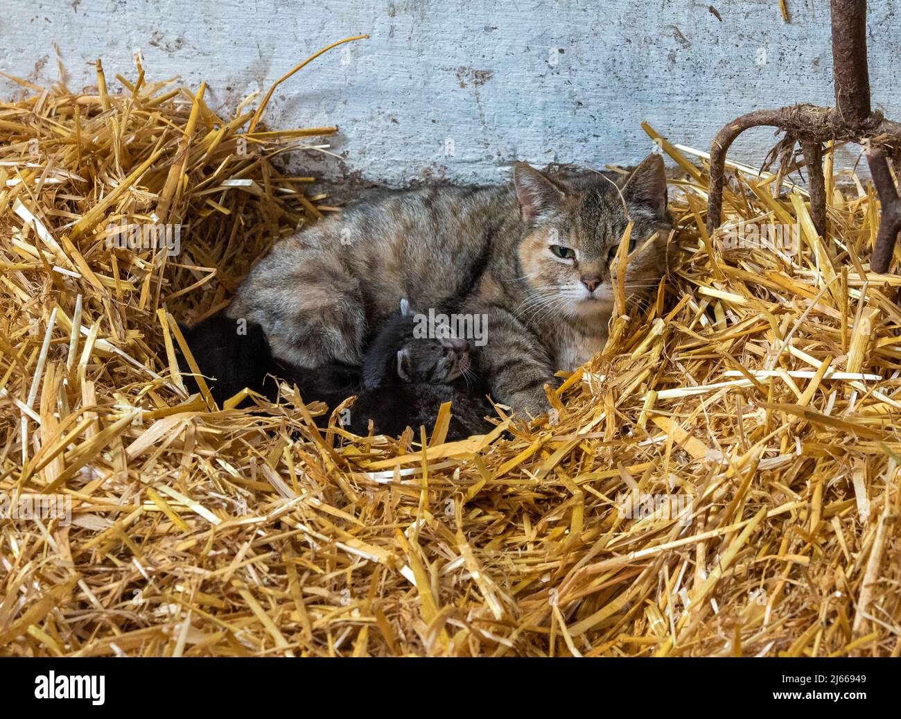 Eine Farmkatze mit Kätzchen in einem Strohnest, Cumbria, Großbritannien Stockfoto