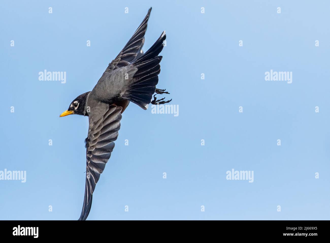 Amerikanischer Robin-Flug Ende April Stockfoto